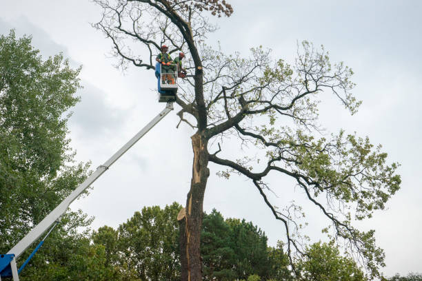 Seasonal Cleanup (Spring/Fall) in Palmview South, TX